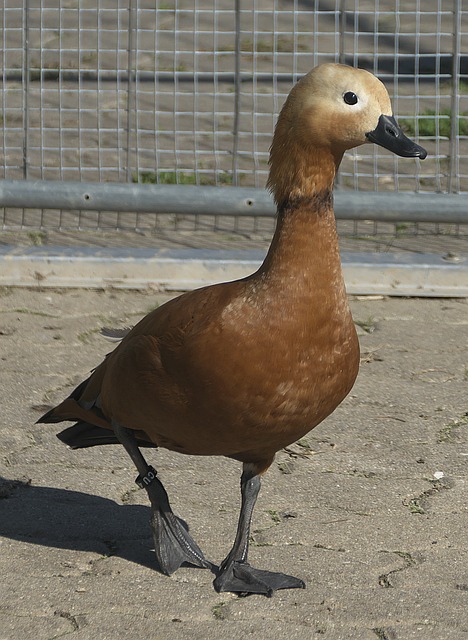 在U